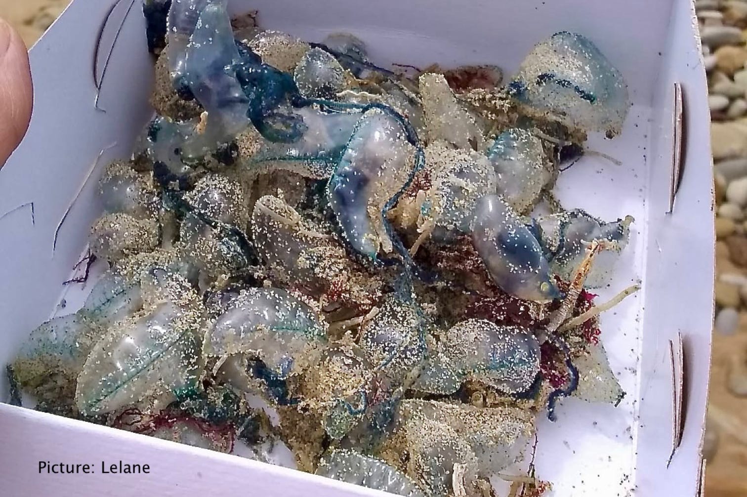 Box of bluebottle jellyfish