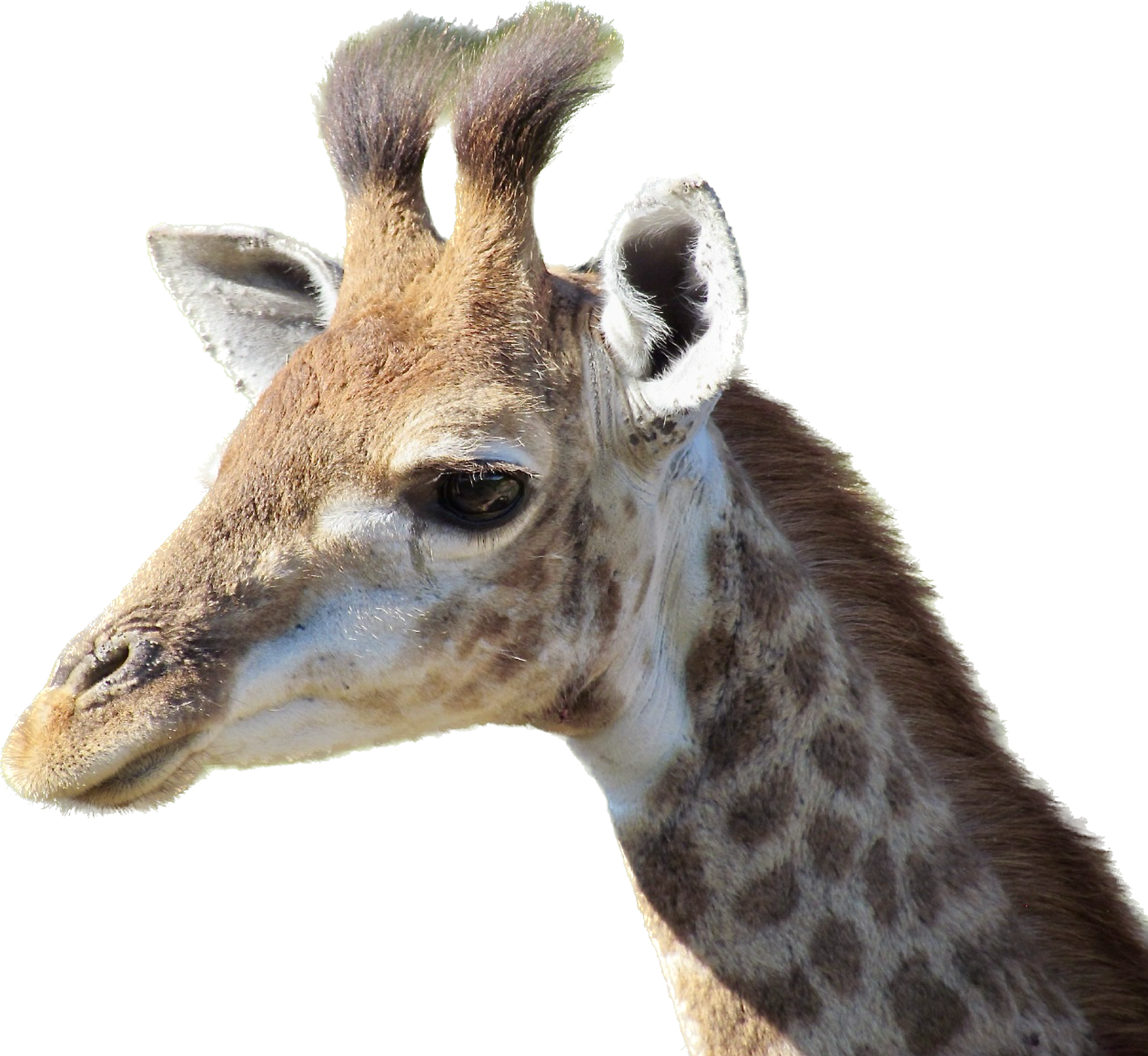deep etch giraffe head