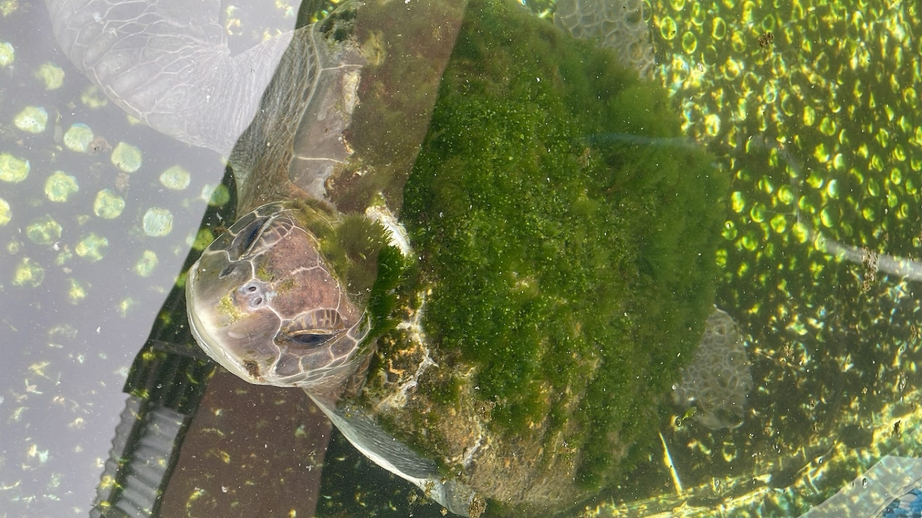 turtle with a mossy back in pool of water