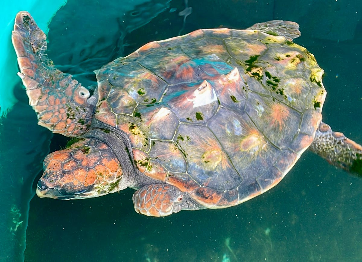 Turtle with one flipper