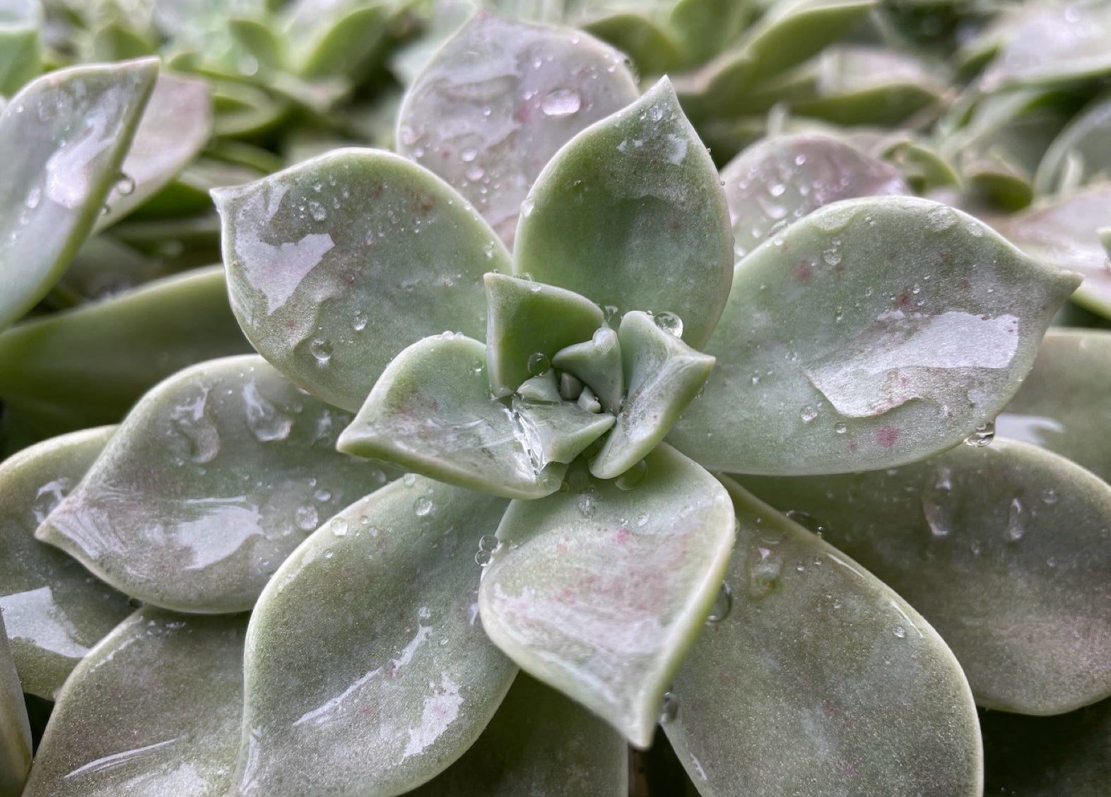 grey succulent with water drops